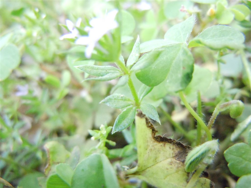 Pianta piccolissima - Sherardia arvensis